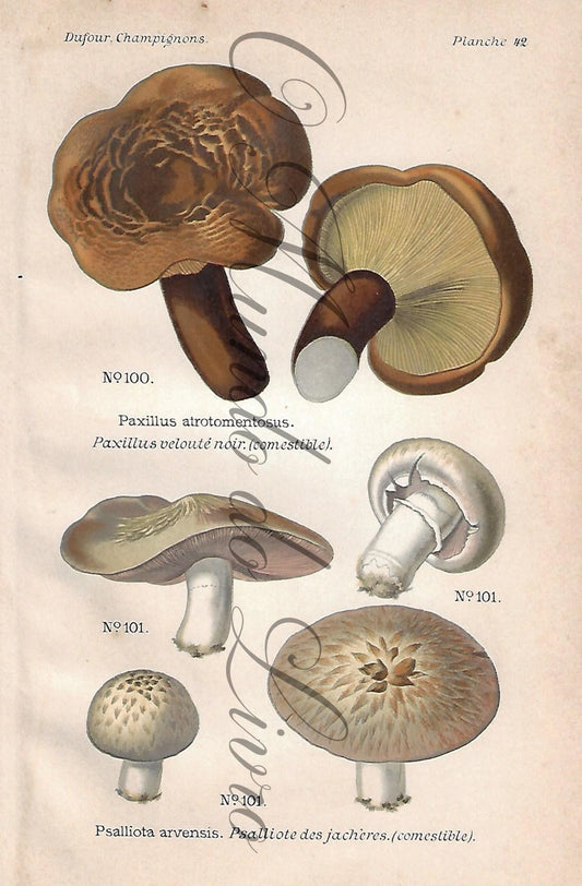 Gravura de Cogumelo - Prancha 42 | Dufour, Léon (1891)