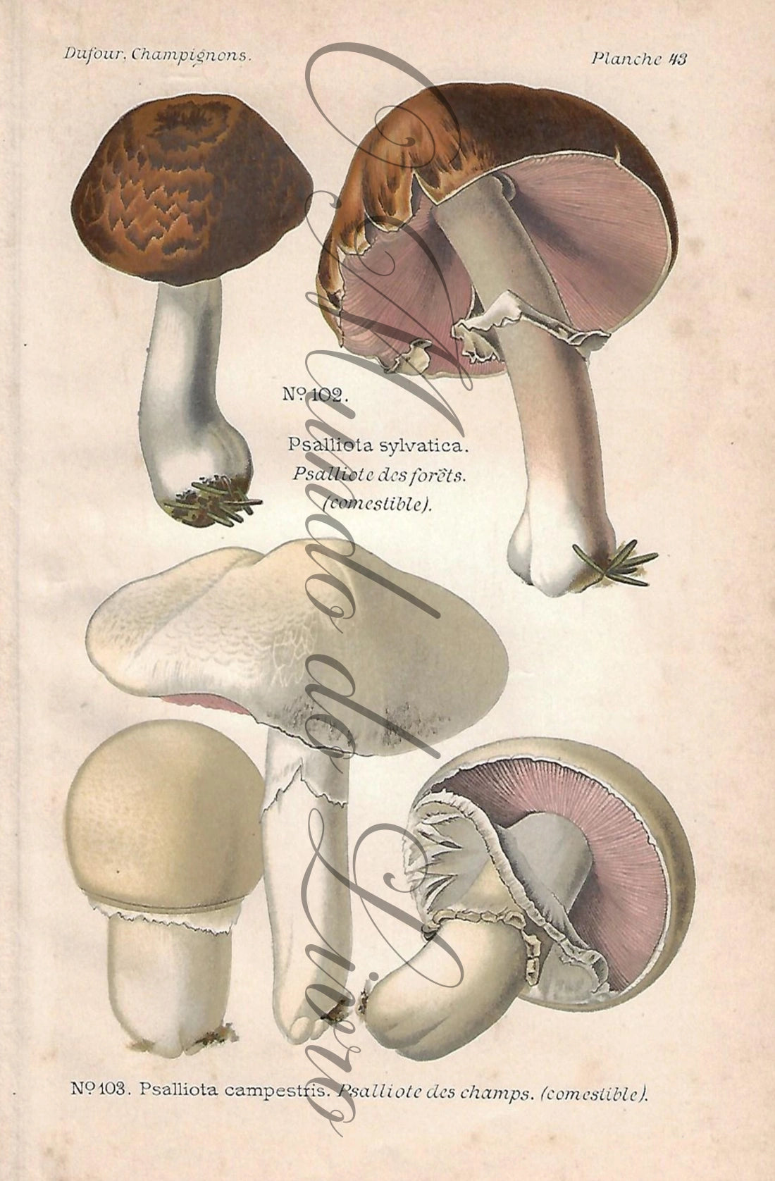Gravura de Cogumelo - Prancha 43 | Dufour, Léon (1891)