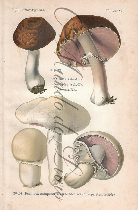 Gravura de Cogumelo - Prancha 43 | Dufour, Léon (1891)