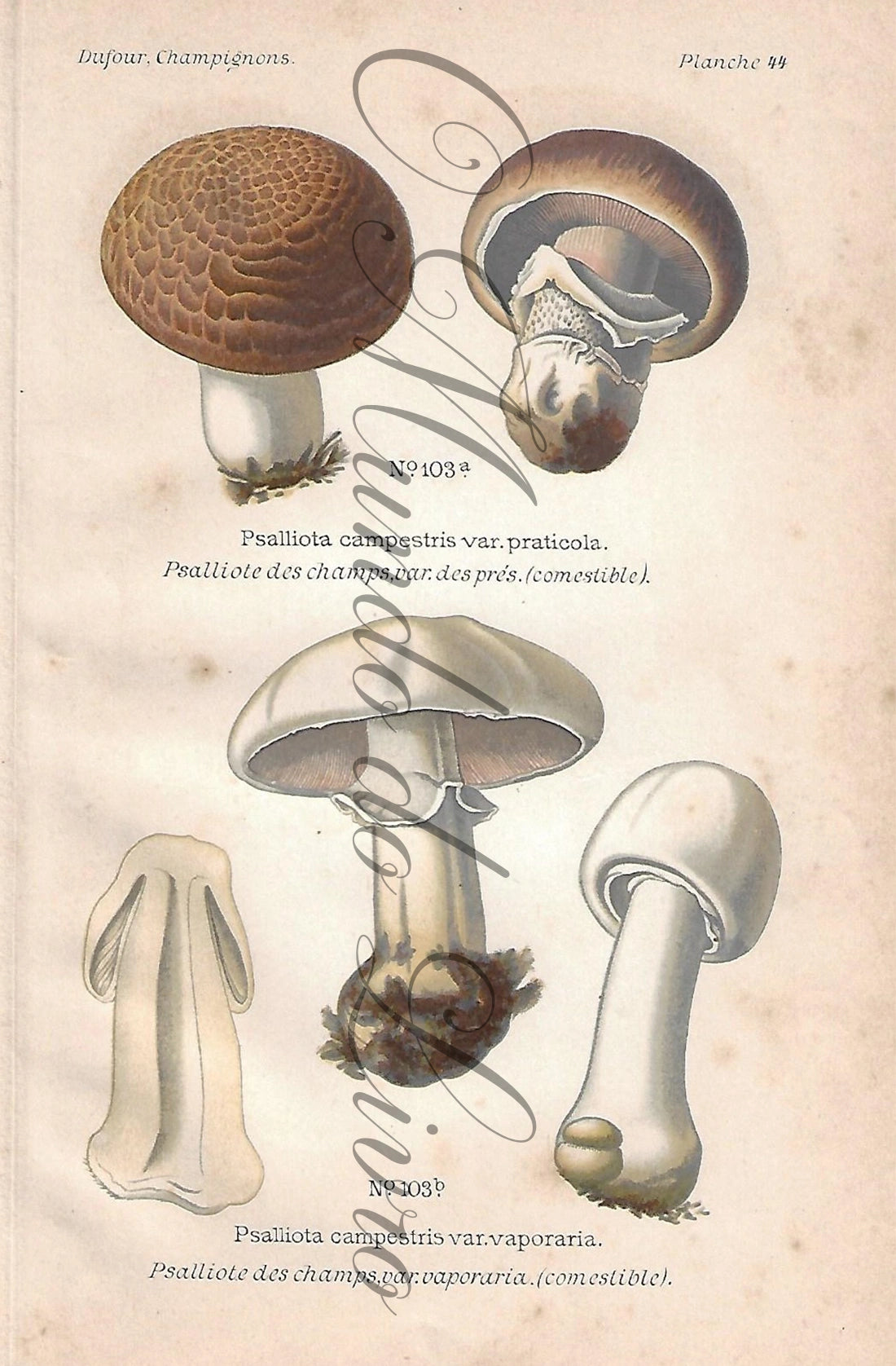 Gravura de Cogumelo - Prancha 44 | Dufour, Léon (1891)