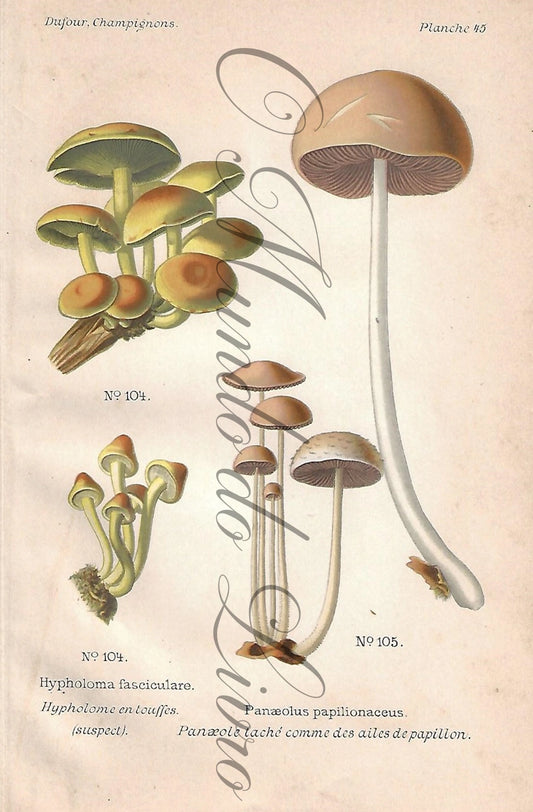 Gravura de Cogumelo - Prancha 45 | Dufour, Léon (1891)