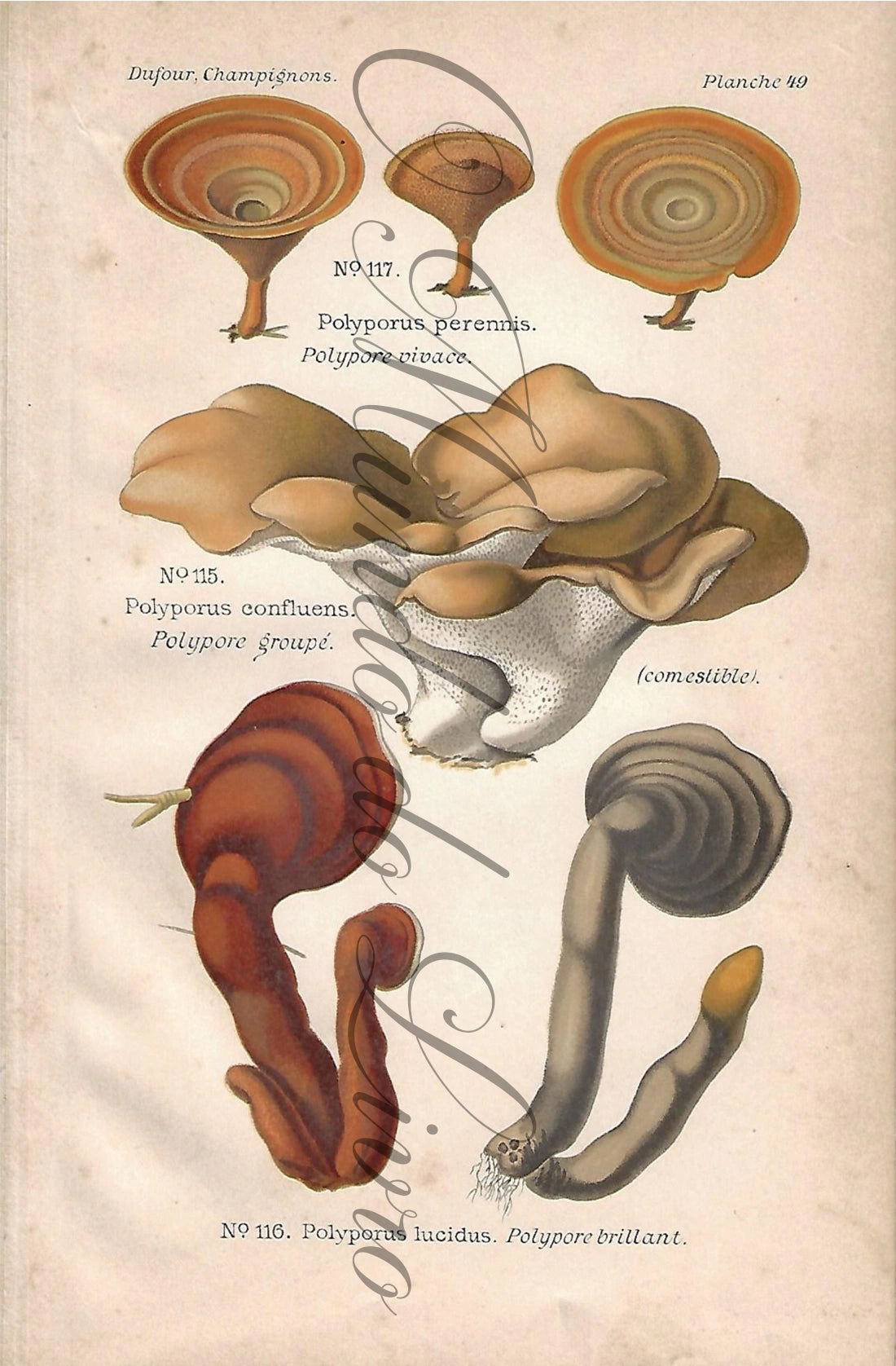 Gravura de Cogumelo - Prancha 49 | Dufour, Léon (1891)