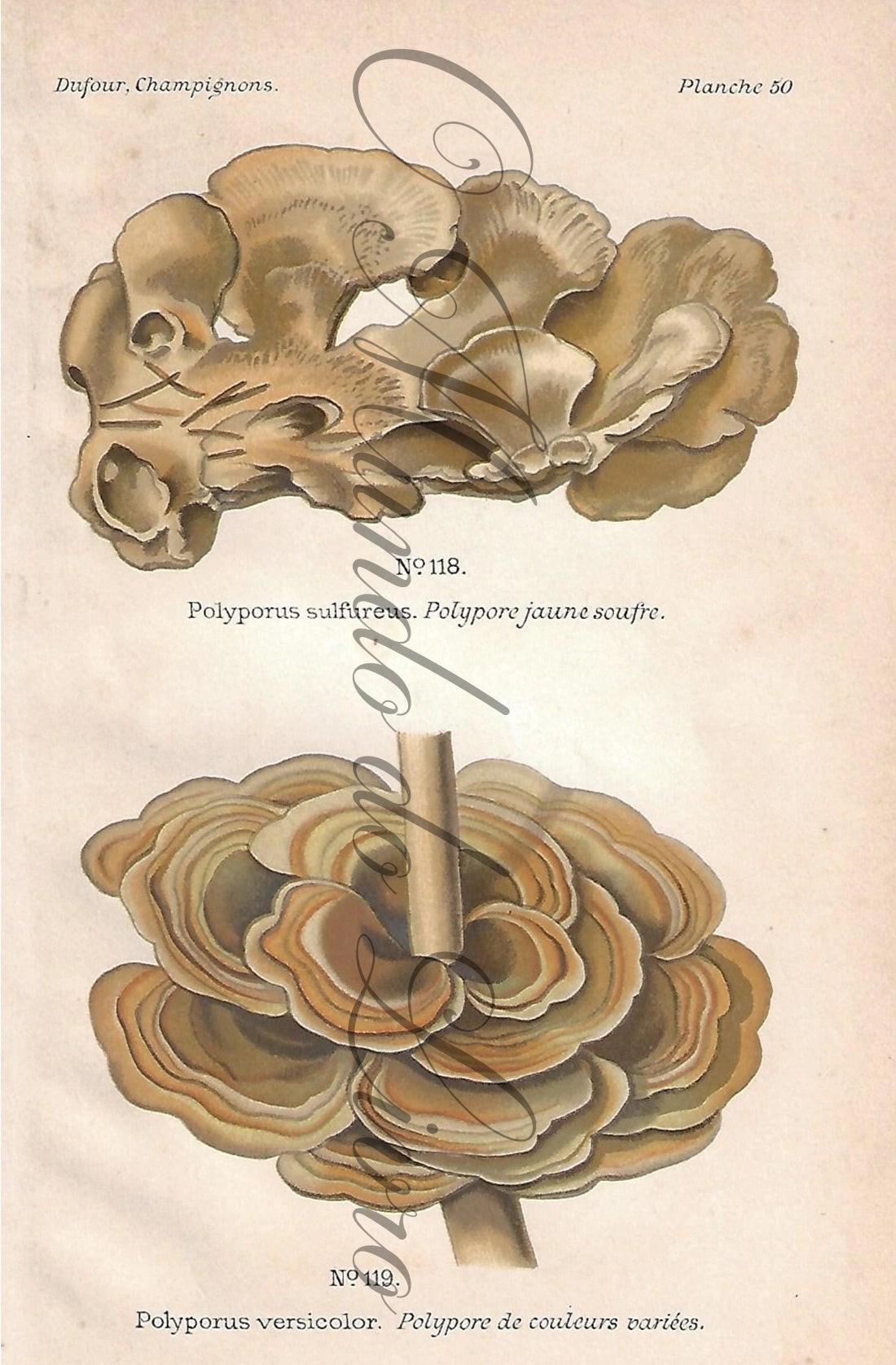 Gravura de Cogumelo - Prancha 50 | Dufour, Léon (1891)