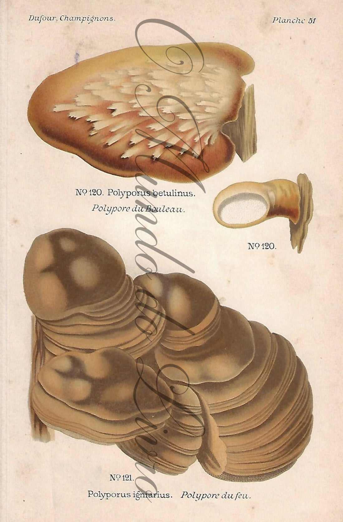 Gravura de Cogumelo - Prancha 51 | Dufour, Léon (1891)