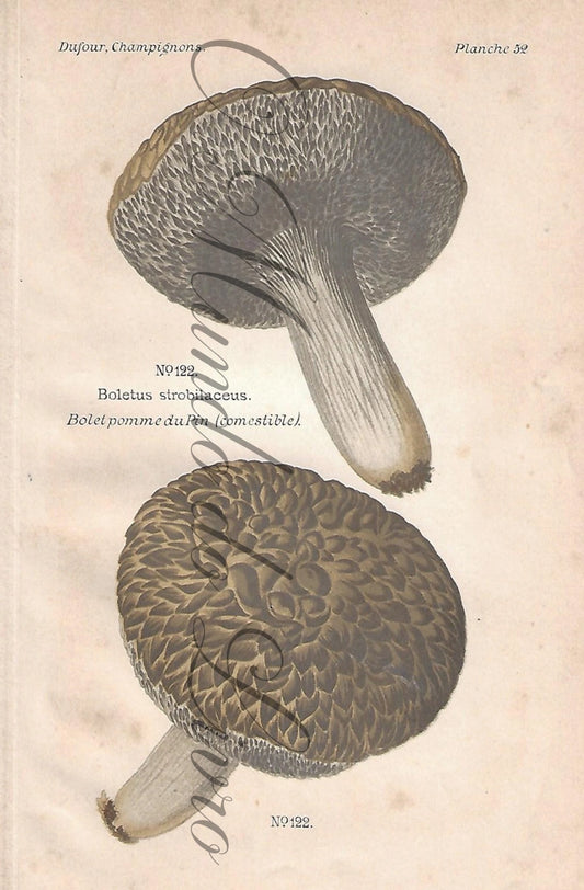 Gravura de Cogumelo - Prancha 52 | Dufour, Léon (1891)