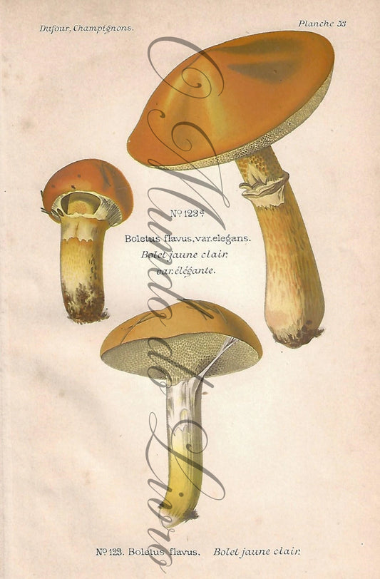 Gravura de Cogumelo - Prancha 53 | Dufour, Léon (1891)