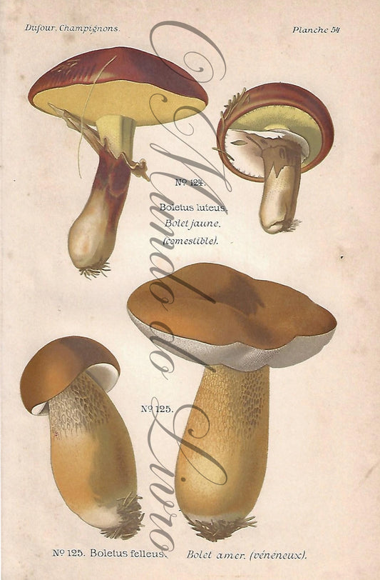 Gravura de Cogumelo - Prancha 54 | Dufour, Léon (1891)