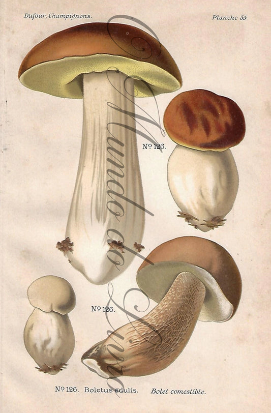 Gravura de Cogumelo - Prancha 55 | Dufour, Léon (1891)