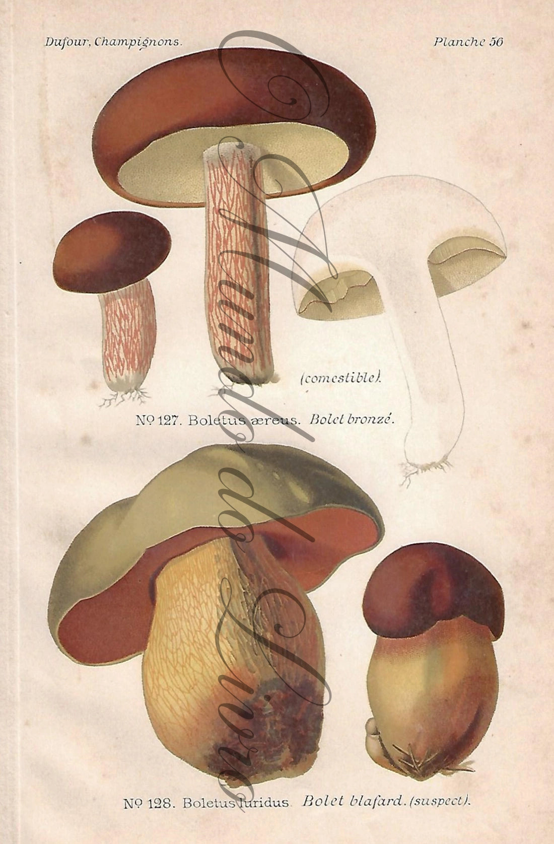 Gravura de Cogumelo - Prancha 56 | Dufour, Léon (1891)