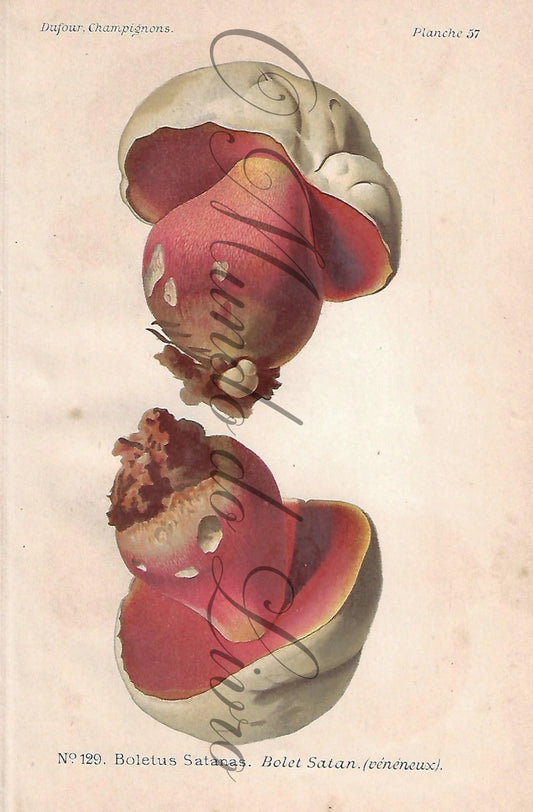 Gravura de Cogumelo - Prancha 57 | Dufour, Léon (1891)