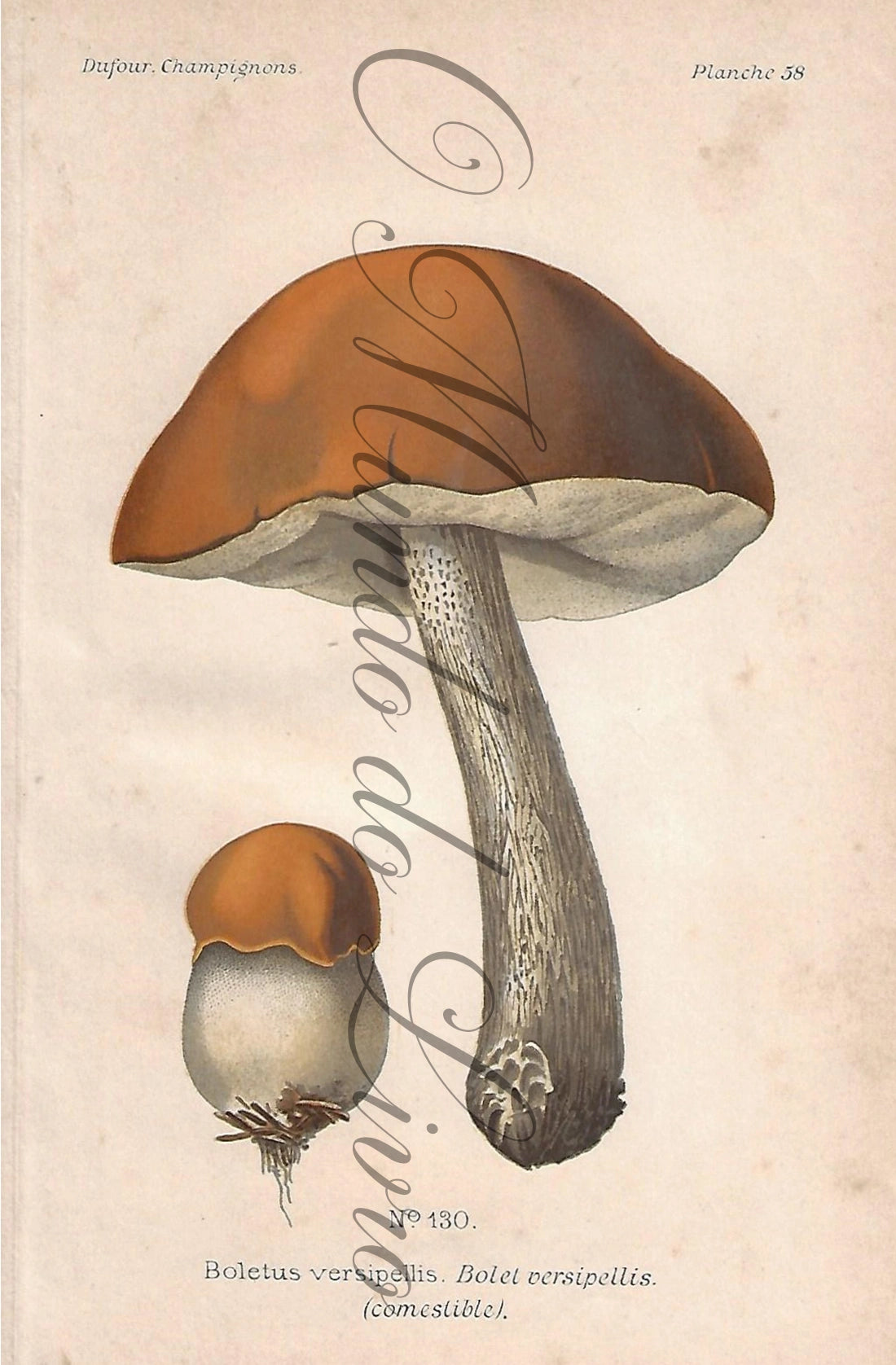 Gravura de Cogumelo - Prancha 58 | Dufour, Léon (1891)