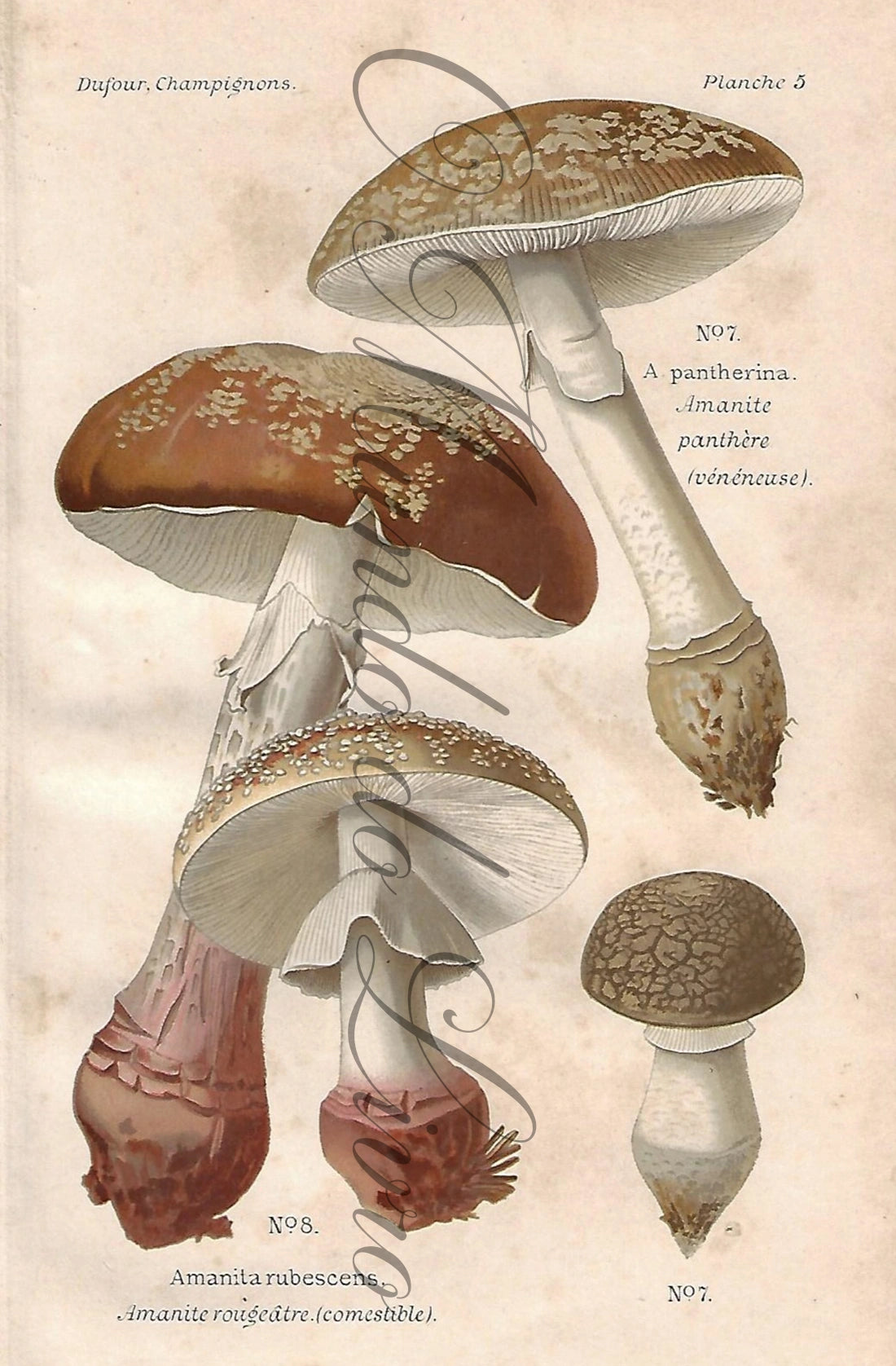 Gravura de Cogumelo - Prancha 5 | Dufour, Léon (1891)