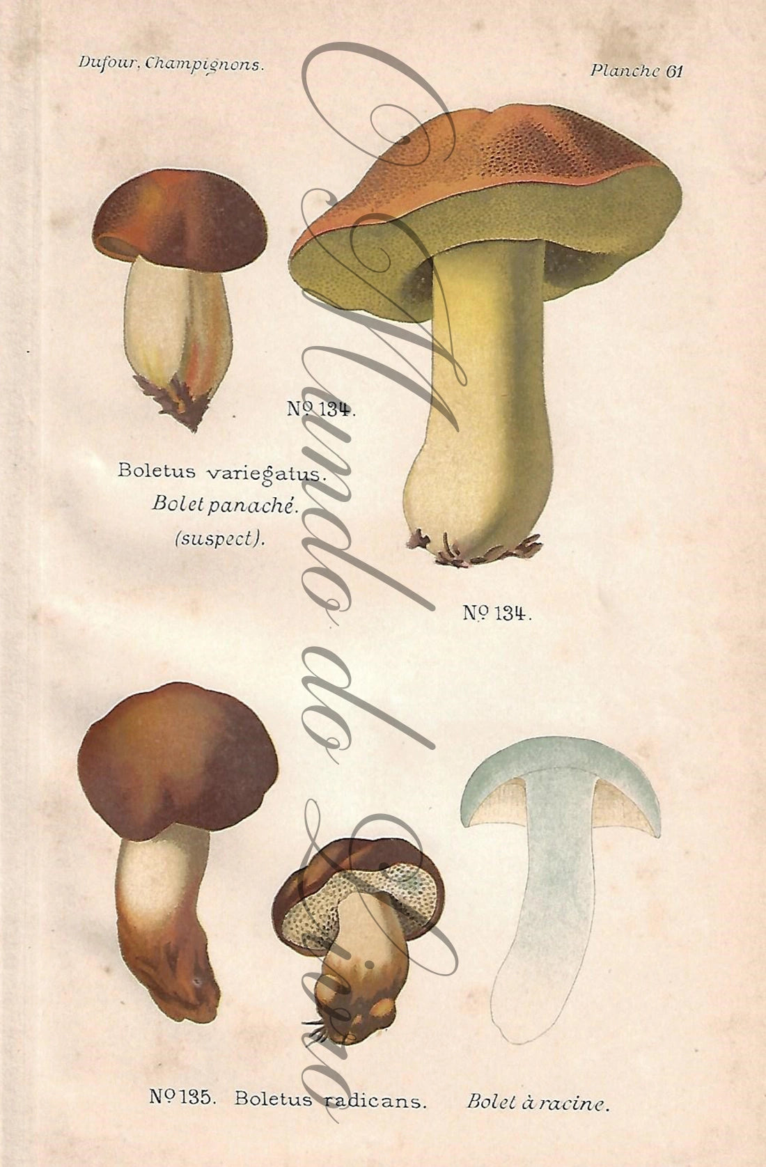 Gravura de Cogumelo - Prancha 61 | Dufour, Léon (1891)