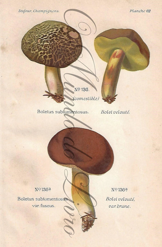 Gravura de Cogumelo - Prancha 62 | Dufour, Léon (1891)
