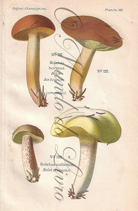 Gravura de Cogumelo - Prancha 63 | Dufour, Léon (1891)