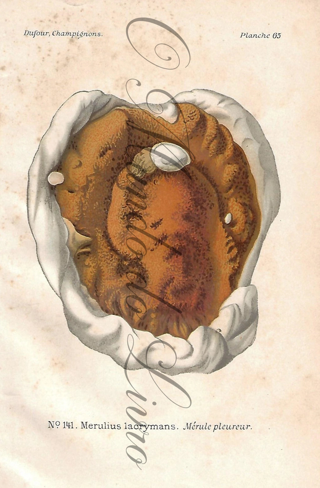 Gravura de Cogumelo - Prancha 65 | Dufour, Léon (1891)