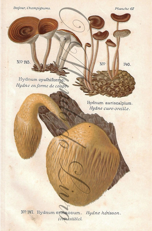 Gravura de Cogumelo - Prancha 67 | Dufour, Léon (1891)