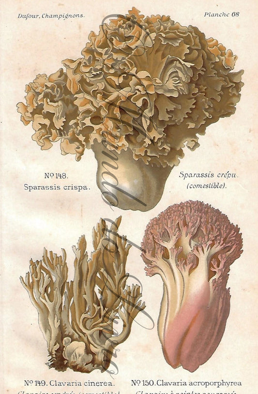 Gravura de Cogumelo - Prancha 68 | Dufour, Léon (1891)