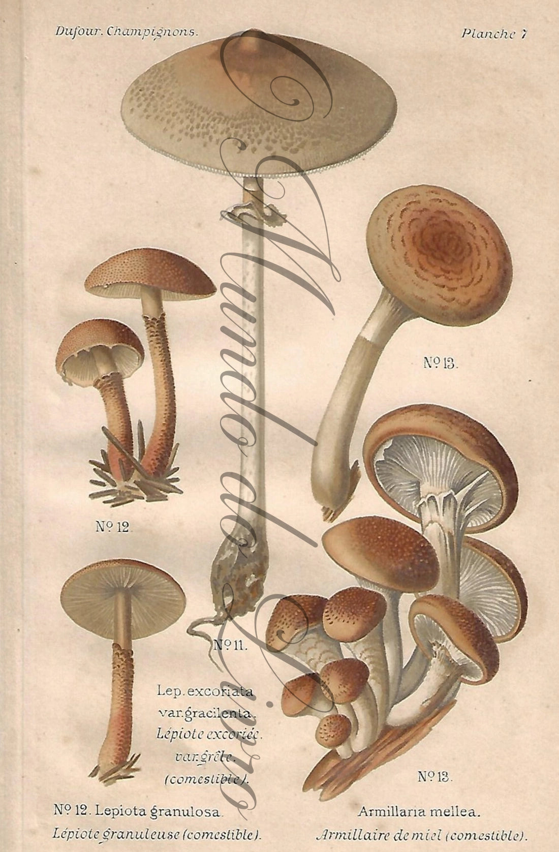 Gravura de Cogumelo - Prancha 7 | Dufour, Léon (1891)