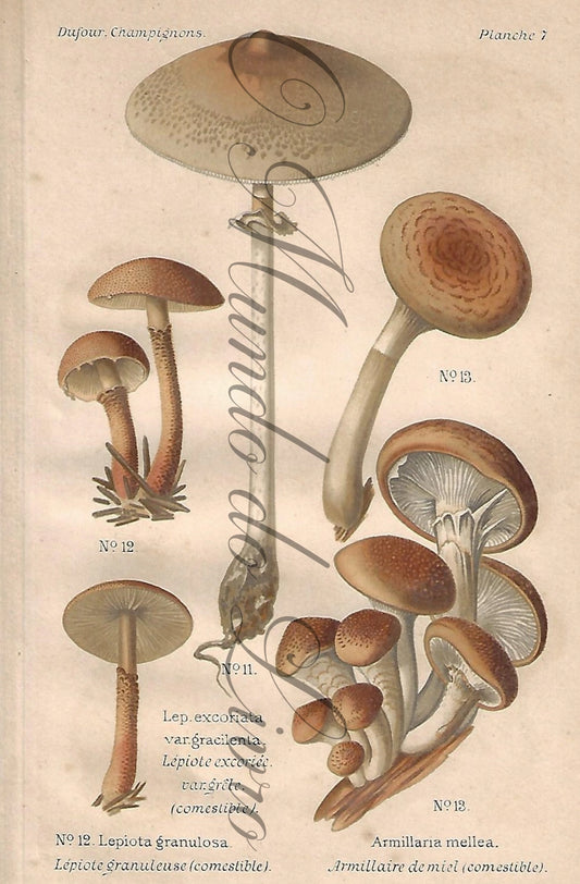 Gravura de Cogumelo - Prancha 7 | Dufour, Léon (1891)