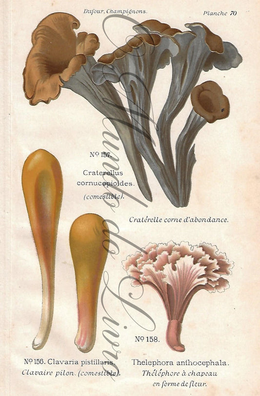 Gravura de Cogumelo - Prancha 70 | Dufour, Léon (1891)