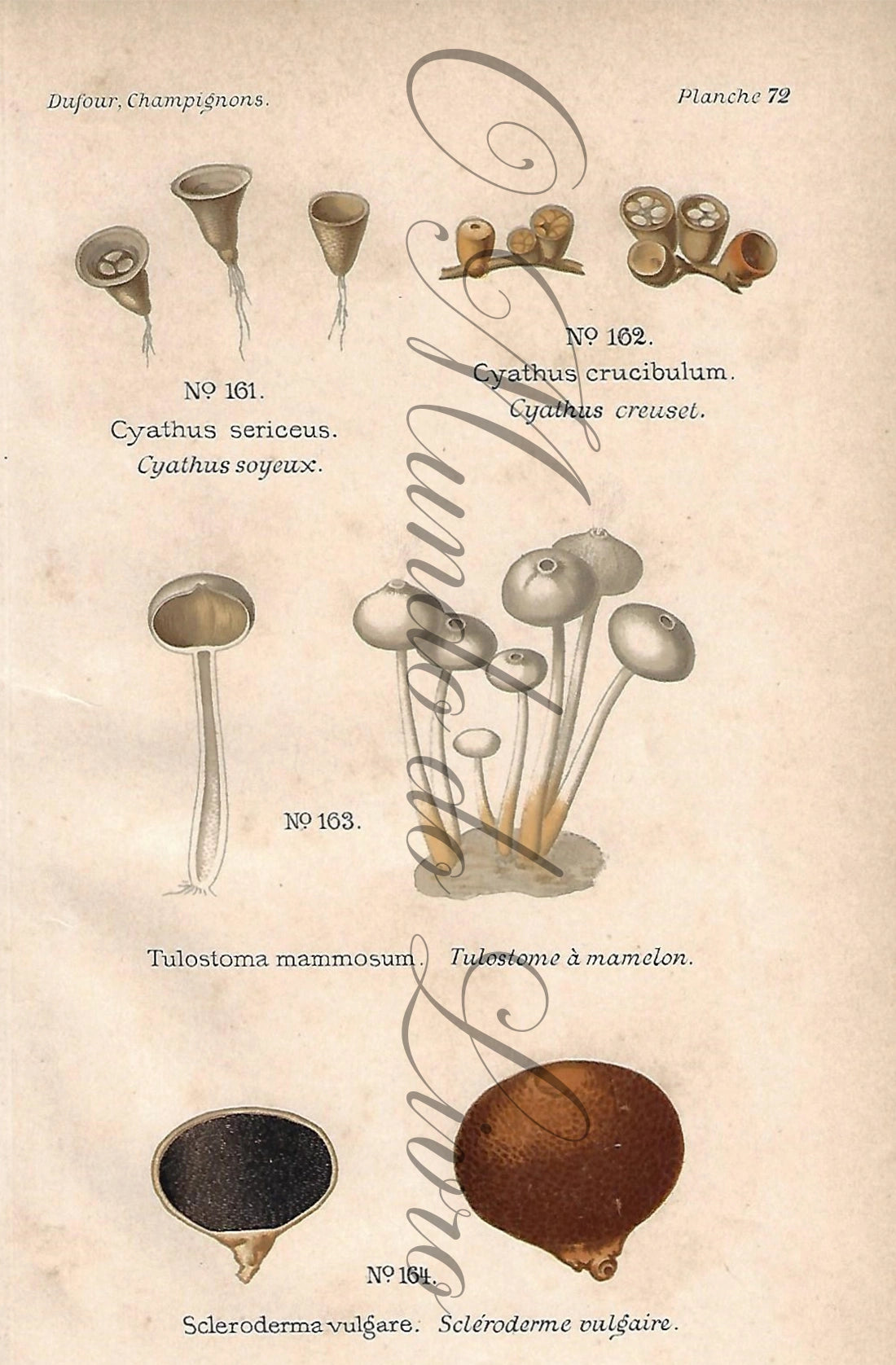 Gravura de Cogumelo - Prancha 72 | Dufour, Léon (1891)