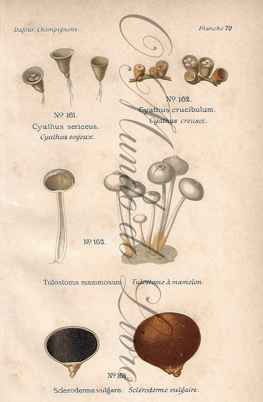 Gravura de Cogumelo - Prancha 72 | Dufour, Léon (1891)