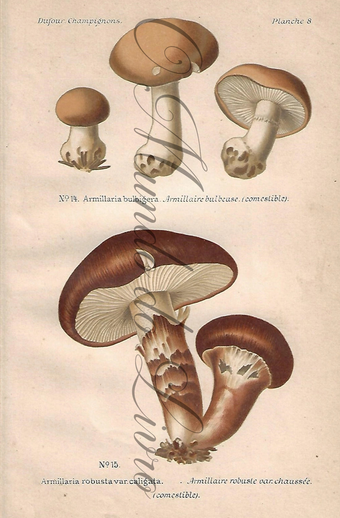 Gravura de Cogumelo - Prancha 8 | Dufour, Léon (1891)