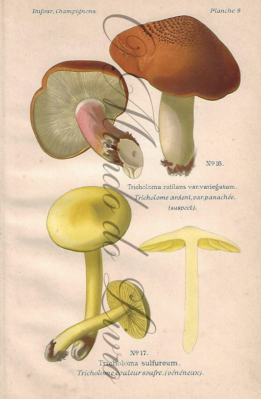 Gravura de Cogumelo - Prancha 9 | Dufour, Léon (1891)