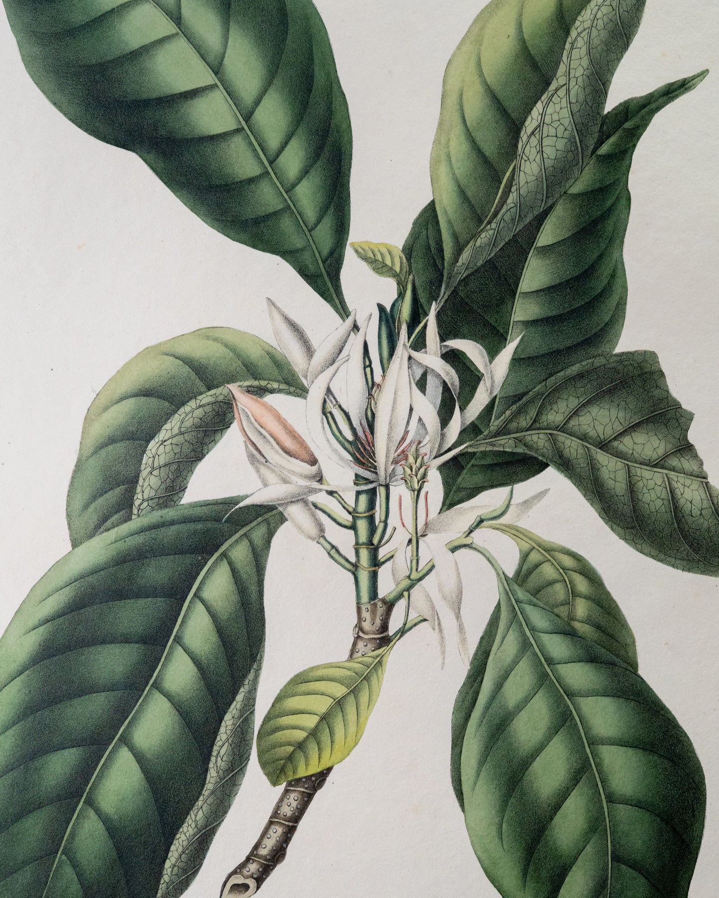 Coleção de gravuras- Plantas, Flores e Frutos II