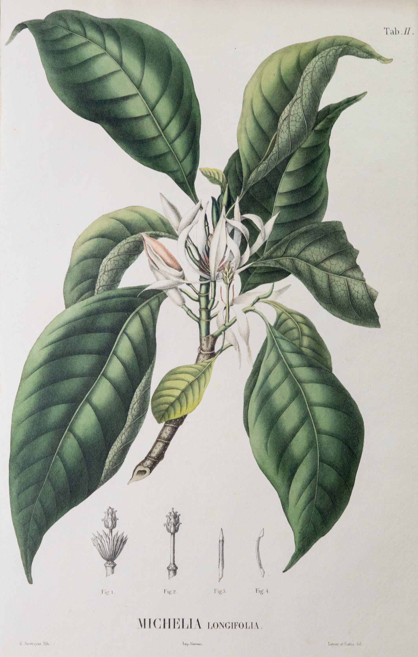 Coleção de gravuras- Plantas, Flores e Frutos II