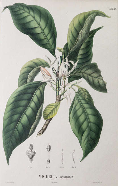 Coleção de gravuras- Plantas, Flores e Frutos II