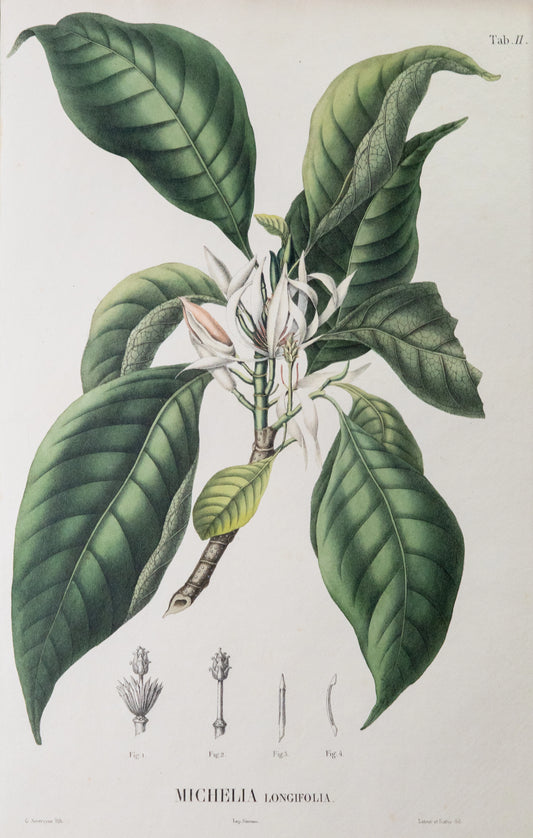 Coleção de gravuras- Plantas, Flores e Frutos II