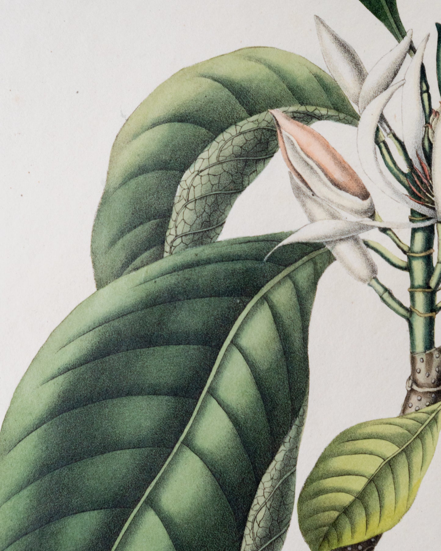 Coleção de gravuras- Plantas, Flores e Frutos II