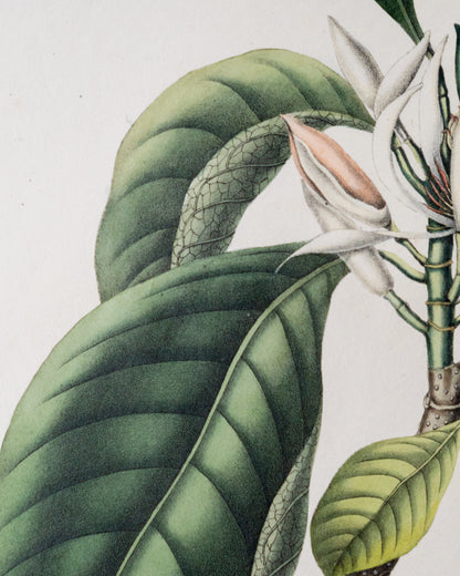 Coleção de gravuras- Plantas, Flores e Frutos II