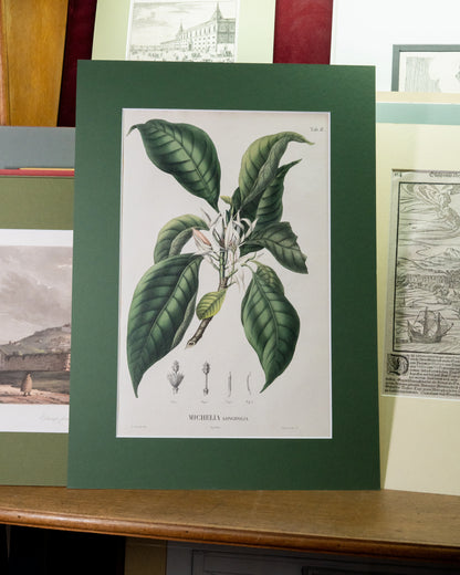 Coleção de gravuras- Plantas, Flores e Frutos II