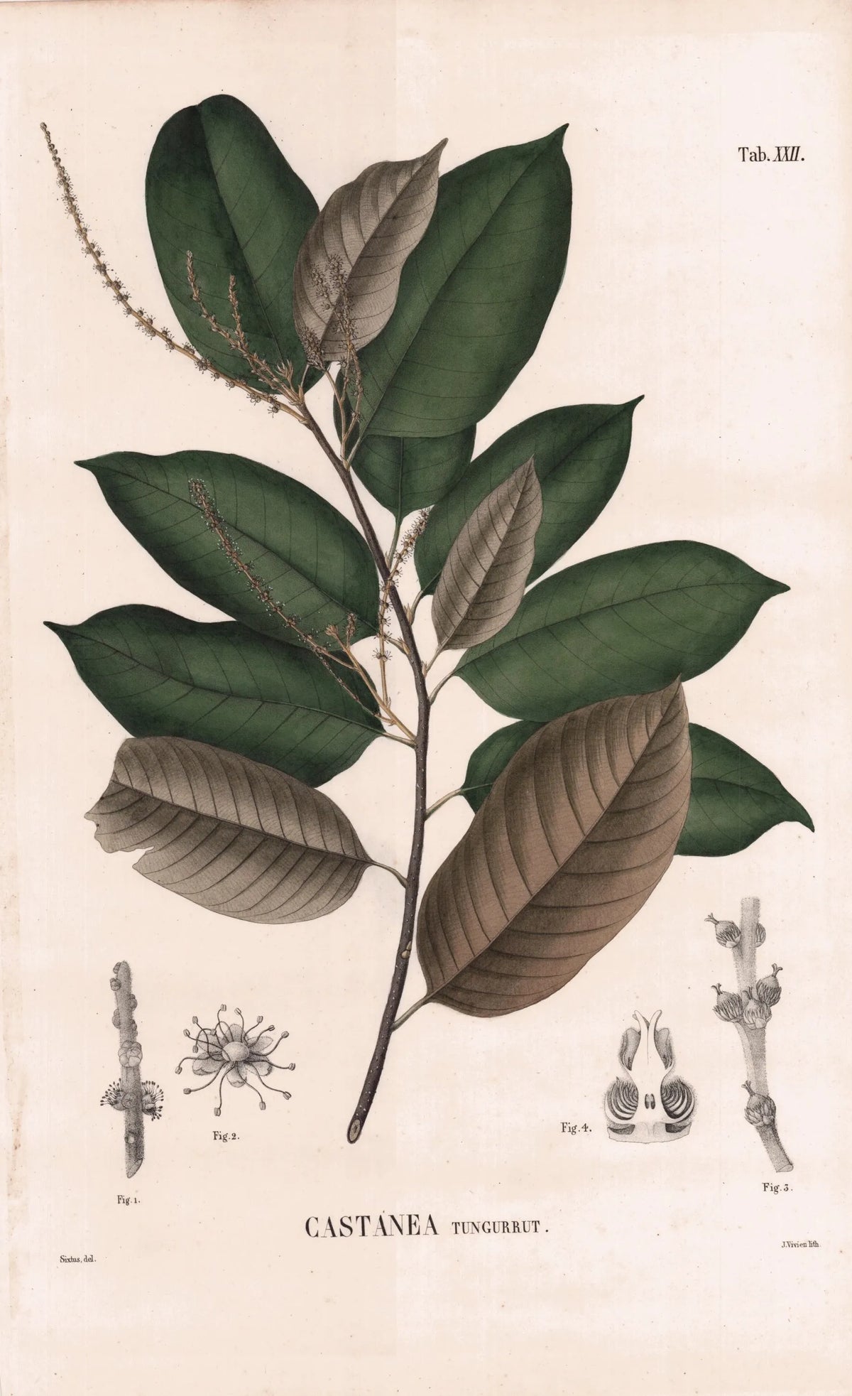 Coleção de gravuras- Plantas, Flores e Frutos X