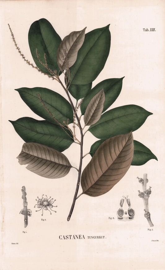 Coleção de gravuras- Plantas, Flores e Frutos X