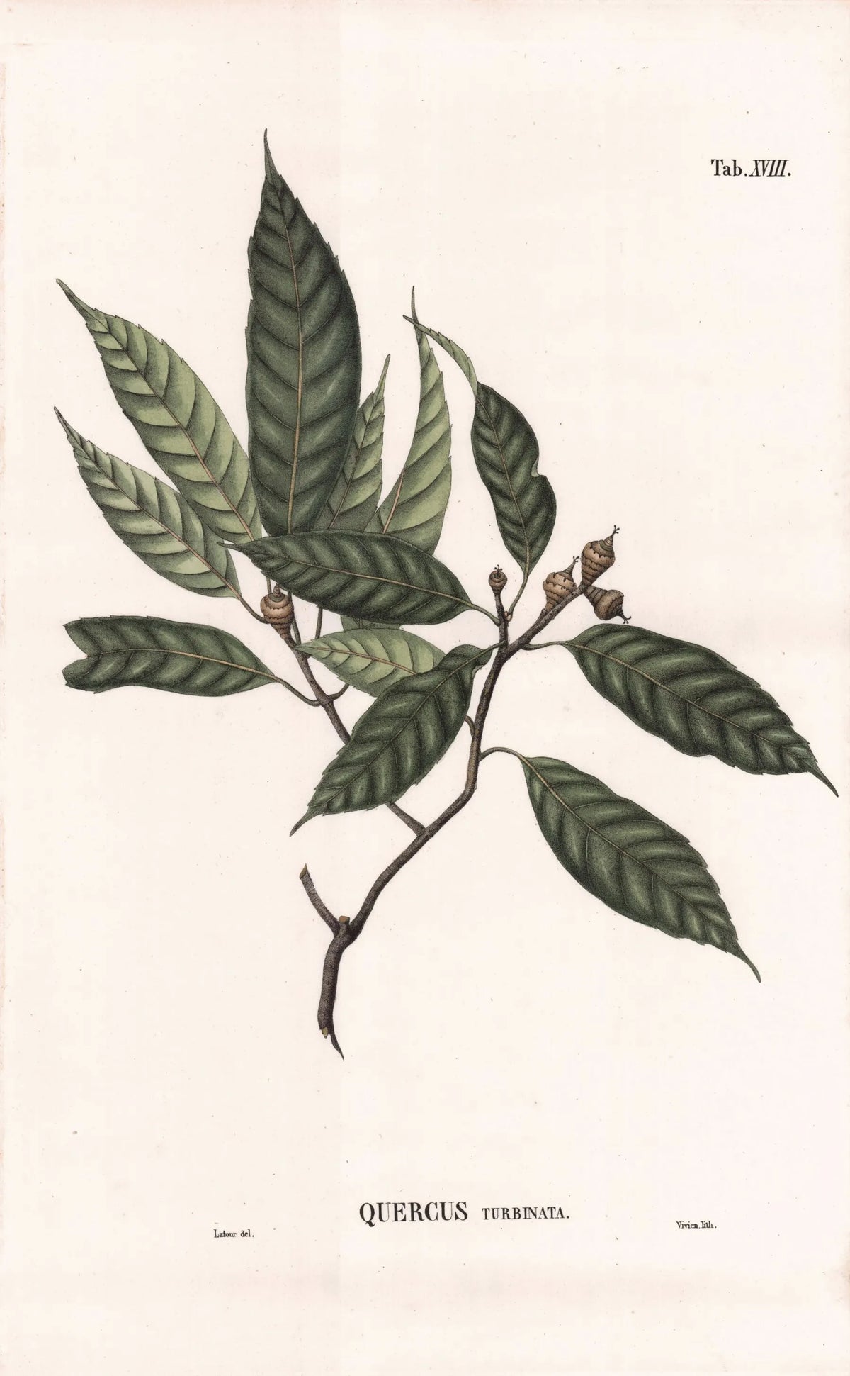Coleção de gravuras- Plantas, Flores e Frutos XI