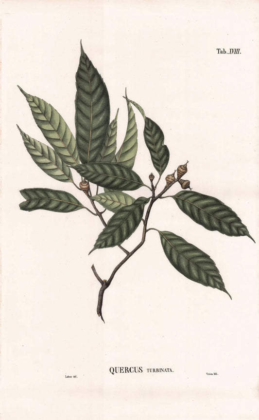 Coleção de gravuras- Plantas, Flores e Frutos XI