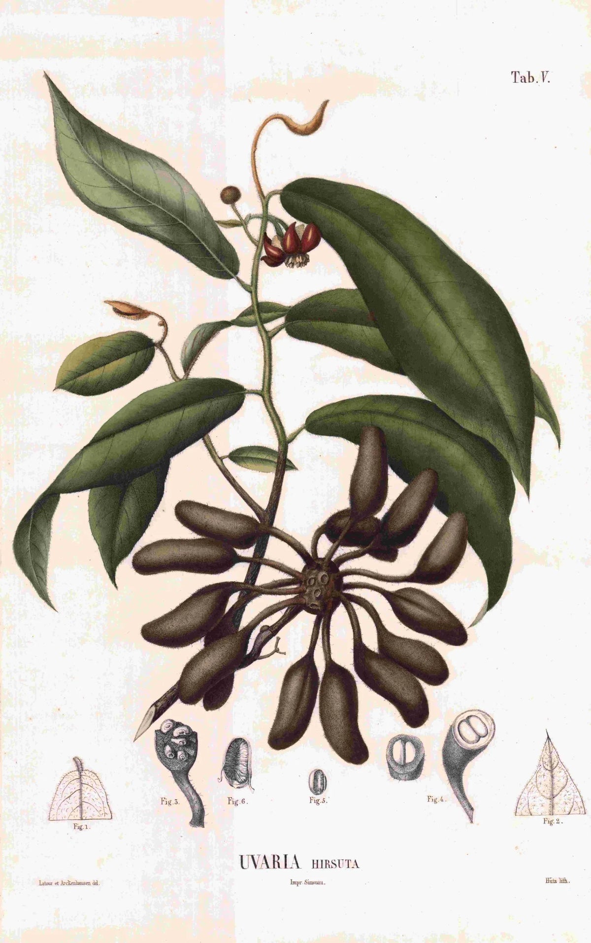 Coleção de gravuras- Plantas, Flores e Frutos XIX