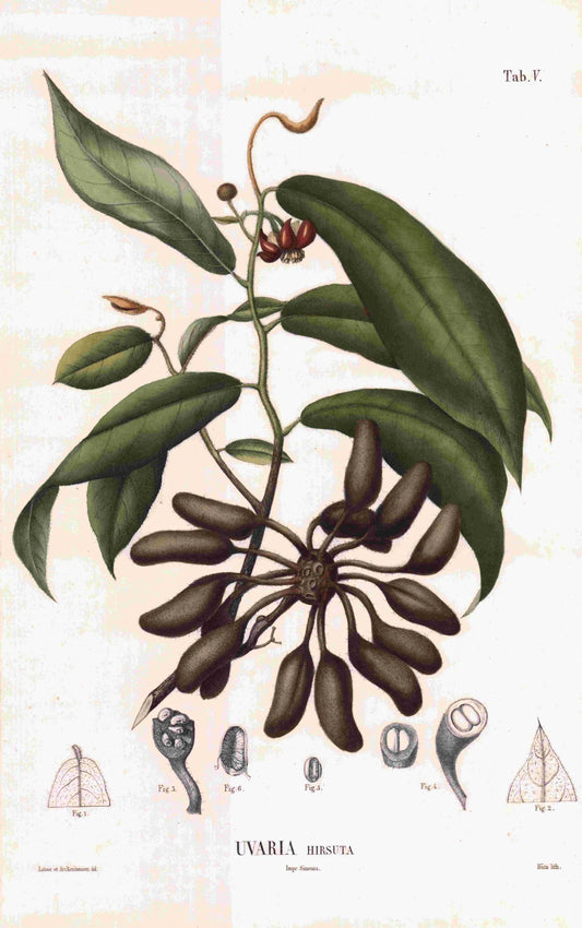 Coleção de gravuras- Plantas, Flores e Frutos XIX