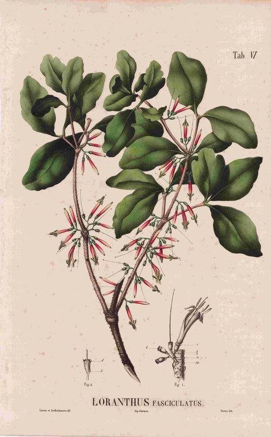 Coleção de gravuras- Plantas, Flores e Frutos XVI