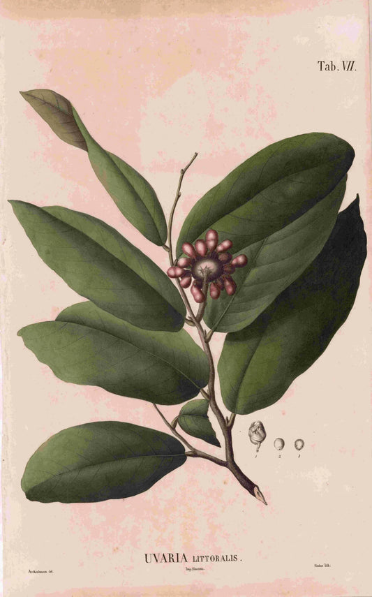 Coleção de gravuras- Plantas, Flores e Frutos XVII