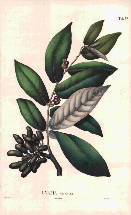 Coleção de gravuras- Plantas, Flores e Frutos XVIII