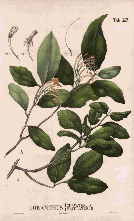 Coleção de gravuras- Plantas, Flores e Frutos XX