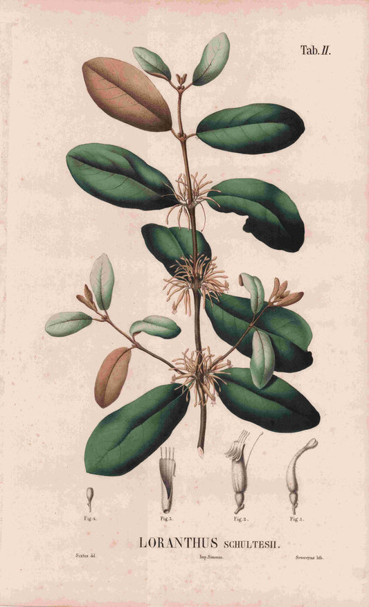 Coleção de gravuras- Plantas, Flores e Frutos XXI