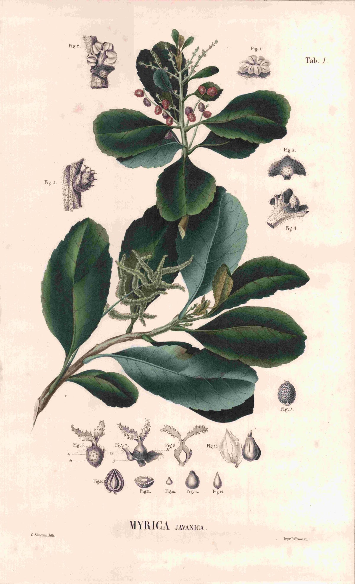 Coleção de gravuras- Plantas, Flores e Frutos XXII