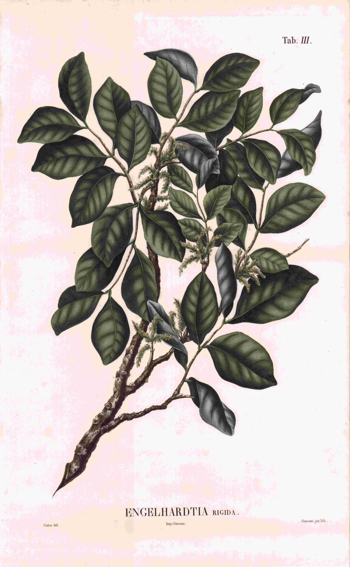 Coleção de gravuras- Plantas, Flores e Frutos XXIII