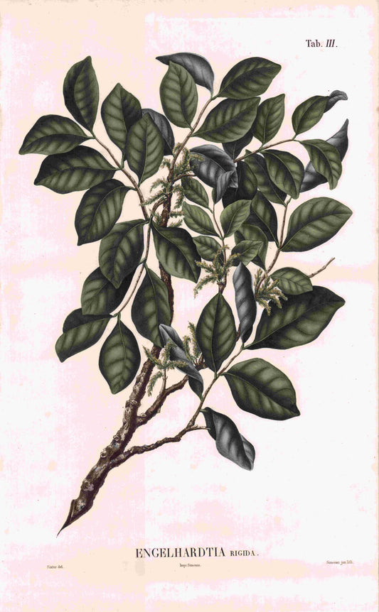 Coleção de gravuras- Plantas, Flores e Frutos XXIII